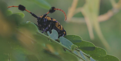 Close-up of insect on plant