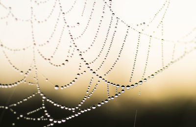 Close-up of spider web