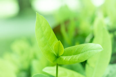 Close-up of fresh green leaves