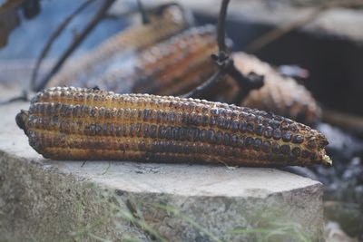 Roasted maize placed on rock