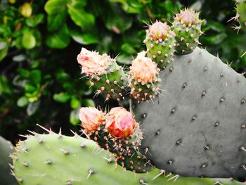 Close-up of prickly pear cactus