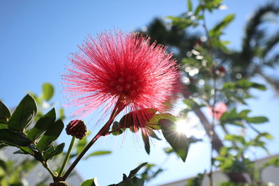 Low angle view of red flowering plant against sky