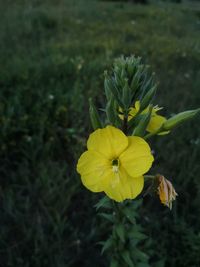 Close-up of yellow flowering plant