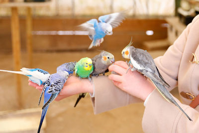 Close-up of a hand holding a bird