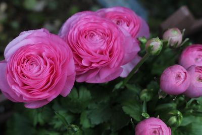 Close-up of pink rose