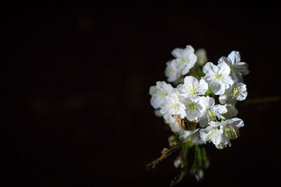 Close-up of white flowers