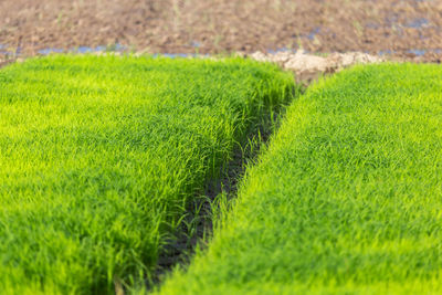 Close-up of agricultural field