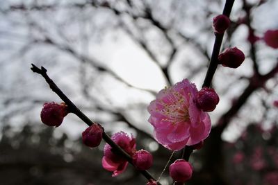 Close-up of pink cherry blossoms in spring