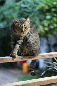 Portrait of cat sitting on wood