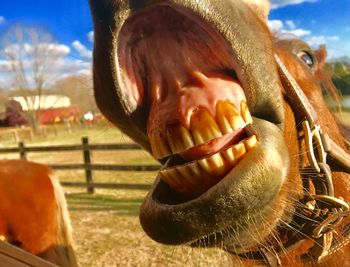 Close-up of a horse