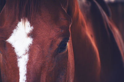 Close up of horse face on background view. cute horse. horse brown.