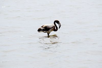 Duck in water