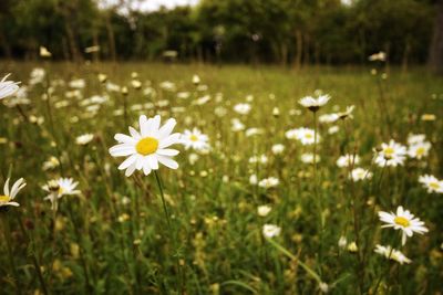 Close-up of cosmos flowers blooming in field