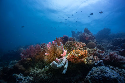 Fish swimming in sea