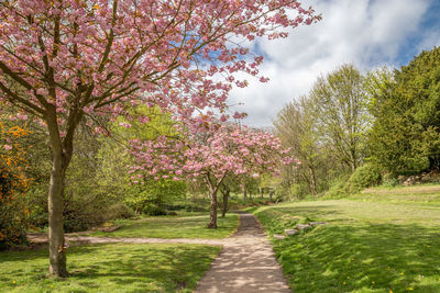 Scenic view of flower trees on landscape