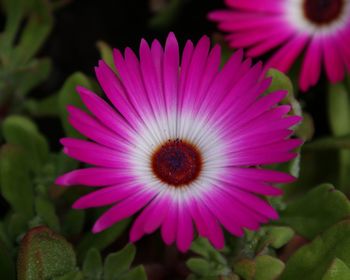 Close-up of flowers blooming outdoors