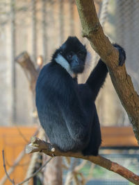 Portrait of an animal sitting on tree trunk