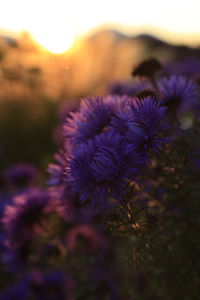 Close-up of purple flowers