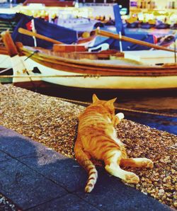 Cat resting on a boat