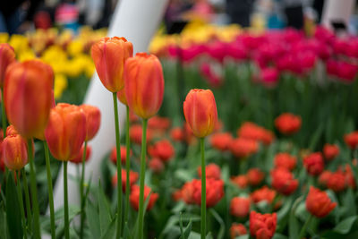 Close-up of tulips in field