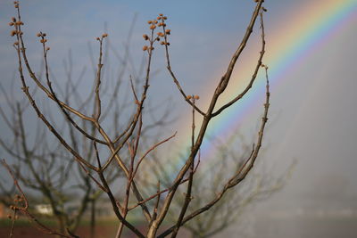 Close-up of dead plant against sky