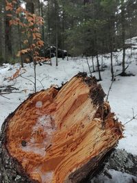 Close-up of tree stump in forest during winter