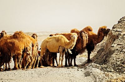 Camel on landscape