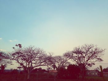 Bare trees against clear sky