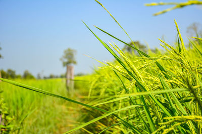 Close-up of crops growing on field against sky