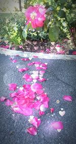 Close-up of pink roses blooming outdoors