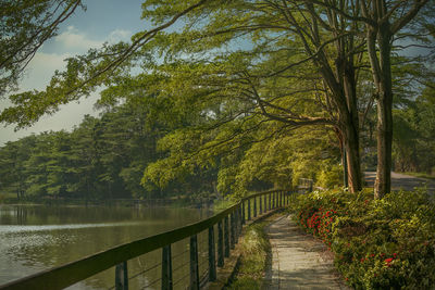 Scenic view of lake amidst trees against sky