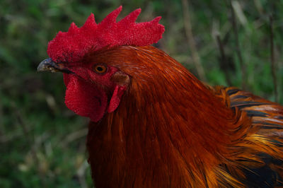 Close-up of rooster