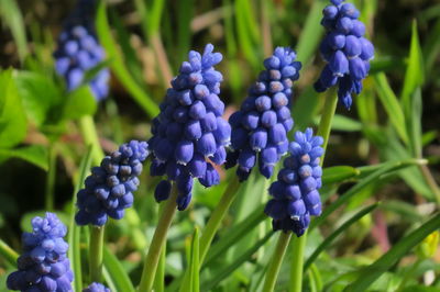 Close-up of purple flowering plants