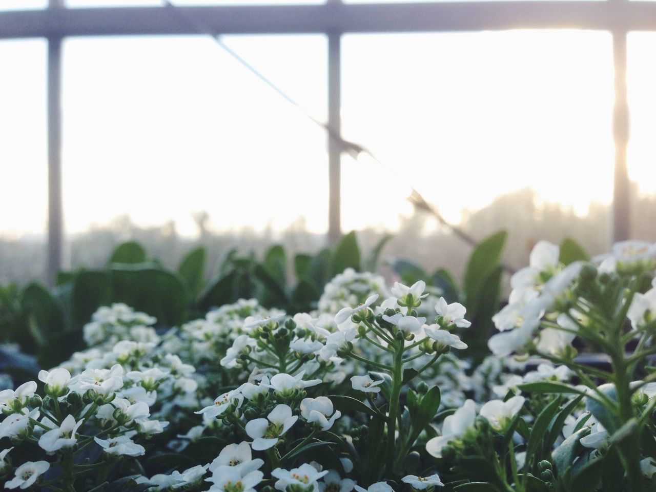 plant, growth, flower, nature, beauty in nature, sun, sunlight, fragility, freshness, leaf, focus on foreground, tranquility, sunbeam, fence, close-up, field, sunset, sky, no people, day