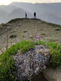 Close-up of flowering plant on field against sky