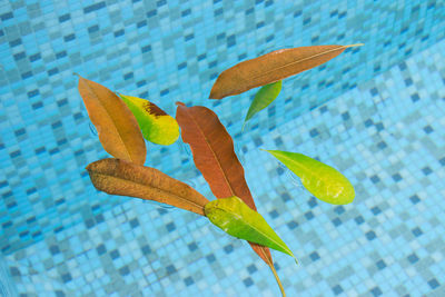 Close-up of autumn leaves in swimming pool
