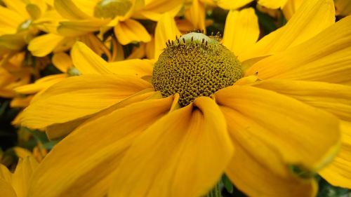 Close-up of yellow flowering plant