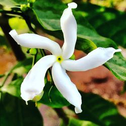 Close-up of white flower blooming outdoors