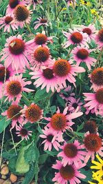 Close-up of pink flowers