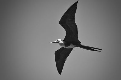 Low angle view of seagull flying in sky