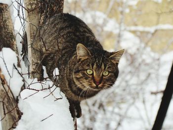 Portrait of cat in winter