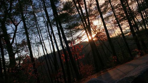 Sun shining through trees