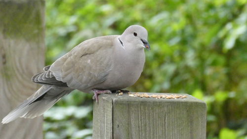 Close-up of bird perching on wooden post