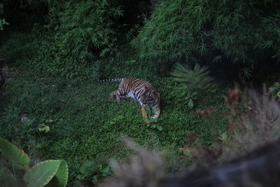 View of a cat on field