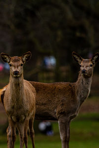 Portrait of deer standing on field