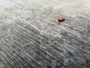 High angle view of ladybug on wood