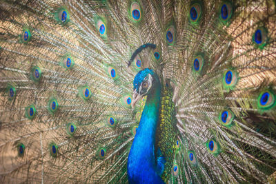 Close-up of peacock