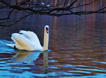 Swan swimming in lake