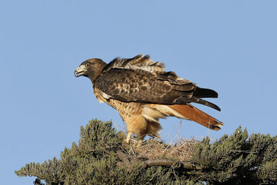 Low angle view of eagle perching on a tree