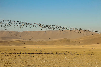 Evening landscapes of paracas national reserve park, peru